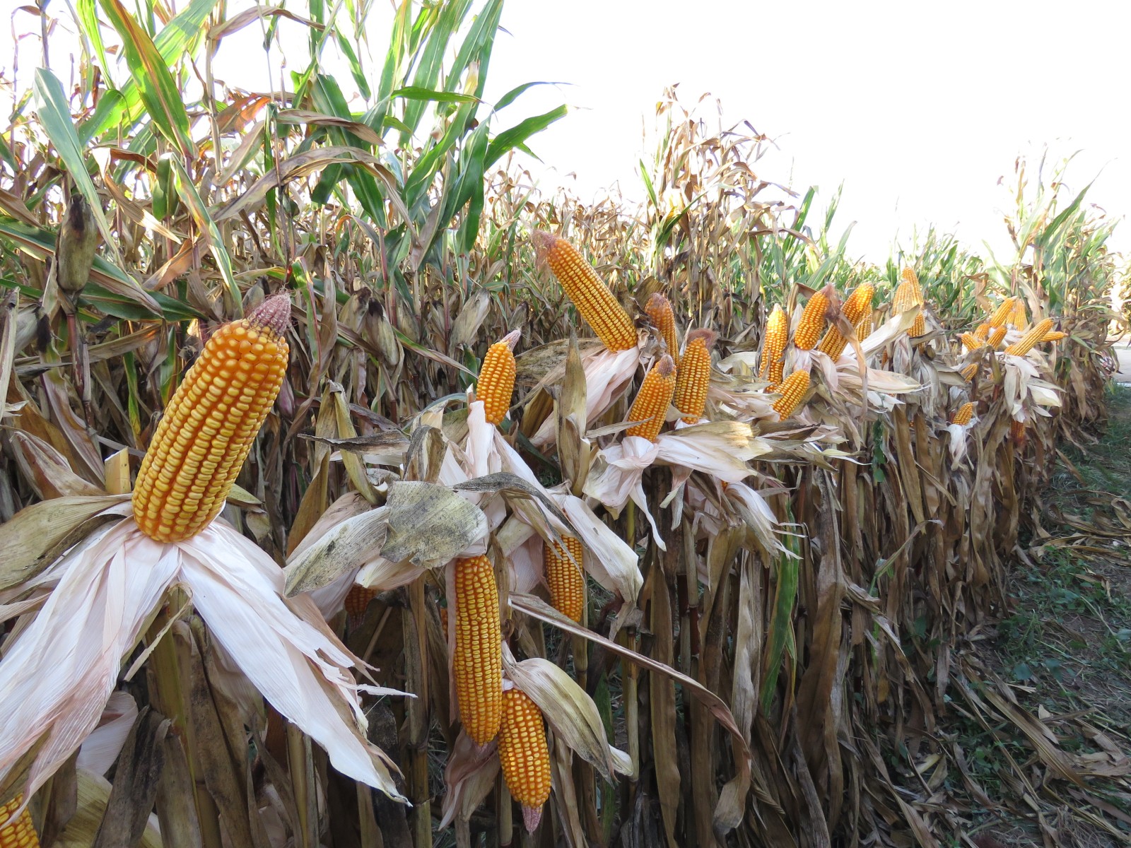 Foto Ensaio Superdensidade 2023 baixa resolucao